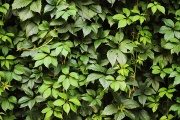 Fototapeta na wymiar Wall covered with ivy. Greening the walls of the house.
