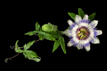 Passiflora (passionflower) with  isolated on black background. Big beautiful flower. A branch of...
