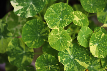Nasturtium leaves close up. Plants and flowers. Round leaves.