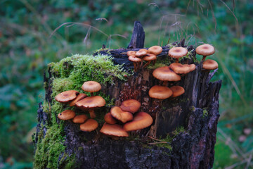 Many armillaria mellea on the old stump in wood.