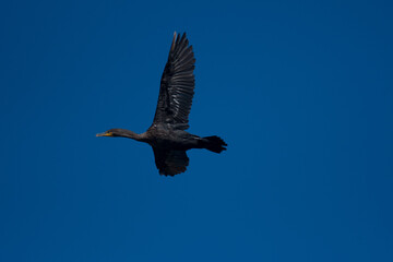 Cormorant flying high in the sky