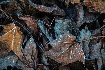Closeup of frozen maple leaves in winter