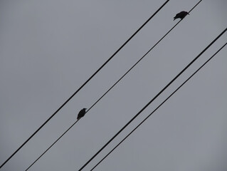 Silhouette of two ravens sitting at a distance from each other on an electricity conductor. Shot perspective from bottom to top.