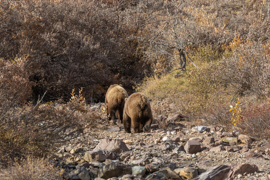 Grizzly Bears In Denali National Park Alaska In Autumn