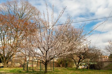 Obraz premium A White Cherry Blossom Tree in a Suburban Backyard