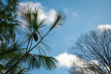 Fototapeta na wymiar A Pine Tree Branch on a Clear Blue Sky