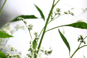 grass field meadow on a bright Sunny day. close up