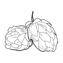 Hop plant, sketch style vector illustration isolated on white background. 
Realistic ripe green hop cones