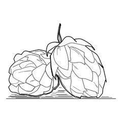 Hop plant, sketch style vector illustration isolated on white background. 
Realistic ripe green hop cones