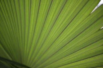 Green leaves 