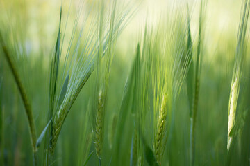 Detalhe de trigo verde 