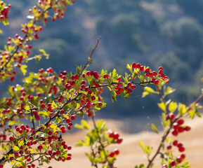 Shrub full of small red berries of autumn