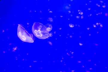 water drops on blue background