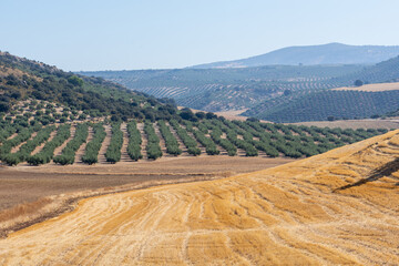 View of cultivated fields in Andalusia at the end of summer, with large areas of olive trees and land prepared for sowing