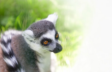 Fototapeta premium Catta. Lemur katta. Zwierzę z wyspy Madagaskar. Zdjęcie z miejsca na kopię