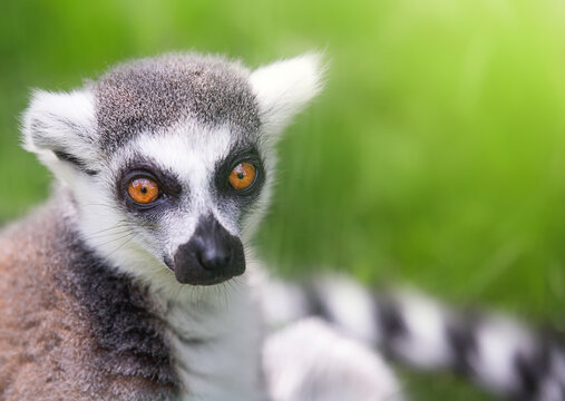 Catta on a green background with copy space.  Ring- tailed lemur. Animal of the island of Madagascar. Horizontal photo