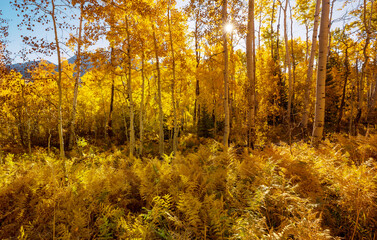 Autumn forest