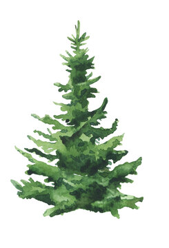 Watercolor Christmas tree on white background isolated