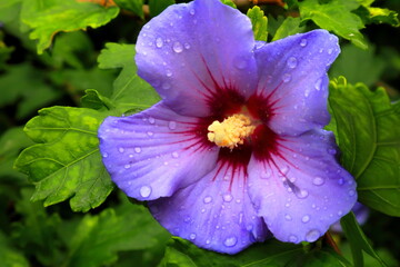 Hibiskus © Maciej Bonk
