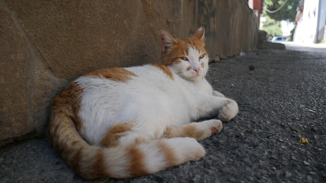 cat