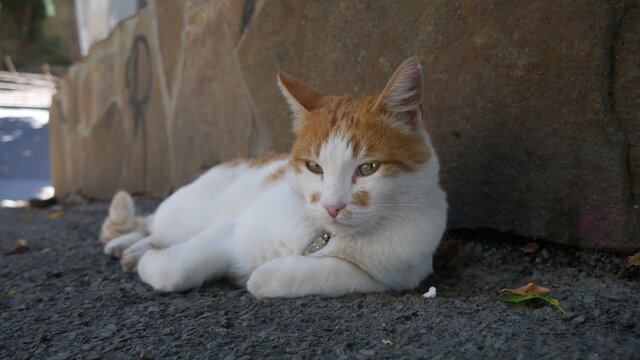 cat