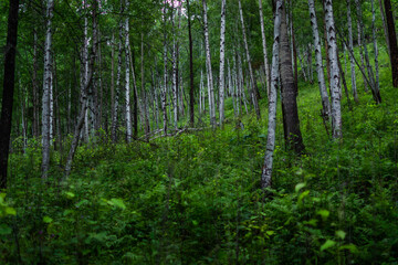 birch forest, many white tree trunks with black stripes and patterns and green foliage stand in grass together in a thicket against sky