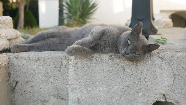 cat
