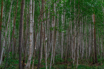 birch forest, many white tree trunks with black stripes and patterns and green foliage stand together in thicket