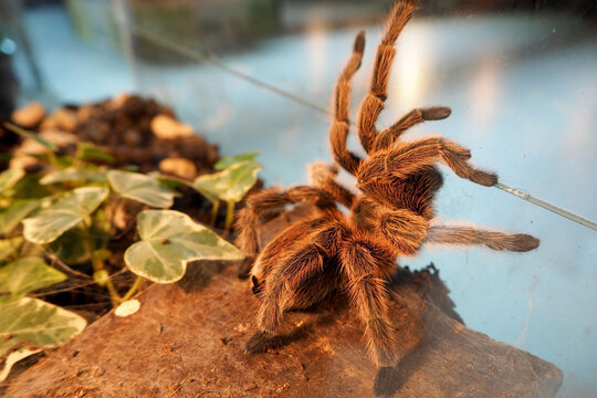 a large spider of the genus brachypelma vagans in a glass terrarium with stones and plants . insects of the spider genus
