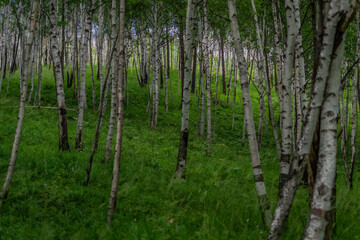 birch forest, many white tree trunks with black stripes and patterns and green foliage stand together in thicket against a blue sky