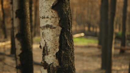 Fototapeta premium forest fire