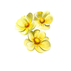 Watercolor yellow rose isolated on white. Floral background