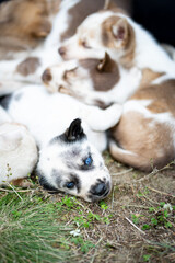 Cute puppies playing all day long