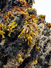 Naklejka na ściany i meble Detail of brown algae (Phaeophyceae) on the rocks at low tide in Galicia (Spain)