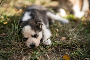 Cute puppies playing all day long