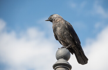 a close-up on a bird with a damaged beak