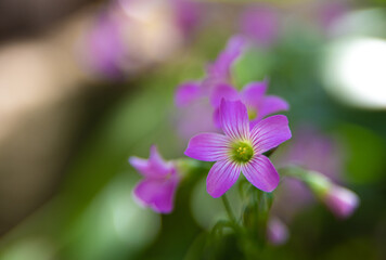 Clover flower with beautiful lilas color in early spring in Brazil, with very blurred background, selective focus.