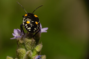 Obraz premium Small black beetle with yellow and white spots on a lavender flower viewed in macro mode, low depth of field and selective focus.