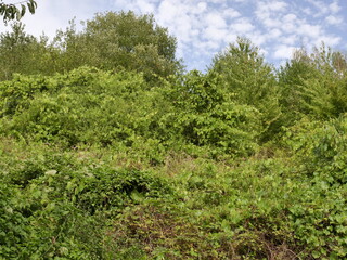 Wilder Weinberg im Dhrontal