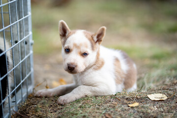Cute puppies playing all day long