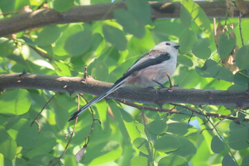 Long-tailed tit (Aegithalos caudatus) sitting on a tree branch