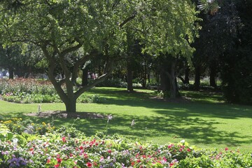 Fototapeta premium spring in the garden