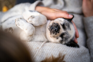 Cute puppies playing all day long