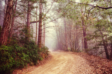 Fototapeta premium Road in the forest