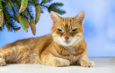 Ginger cat looks into the camera. Pictures of cats, cat eyes, cute cat, drawings of cats, drawings of cats. Russian cat and Christmas fir background. copyspace.