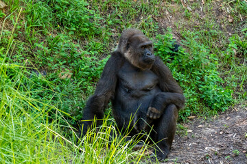Gorila Sitting on Ground With Vegetation Around him