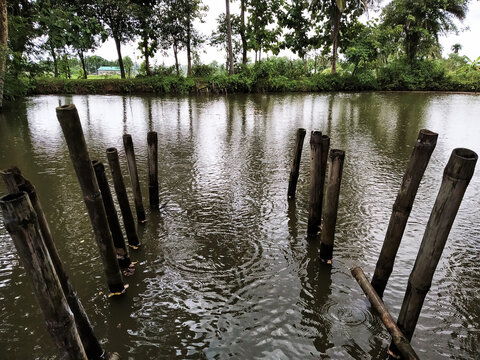 A Pond Ghat in a village made with Bamboo pile