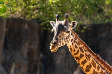 Girafe Looking towards the Camera With Evening Light