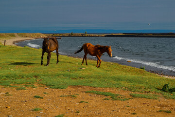 red and brown horses graze on green grass coast of lake Baikal with waves, light sunset, against the background of coast and  blue mountains
