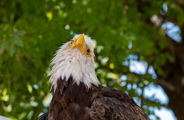 Bald Eagle with handler